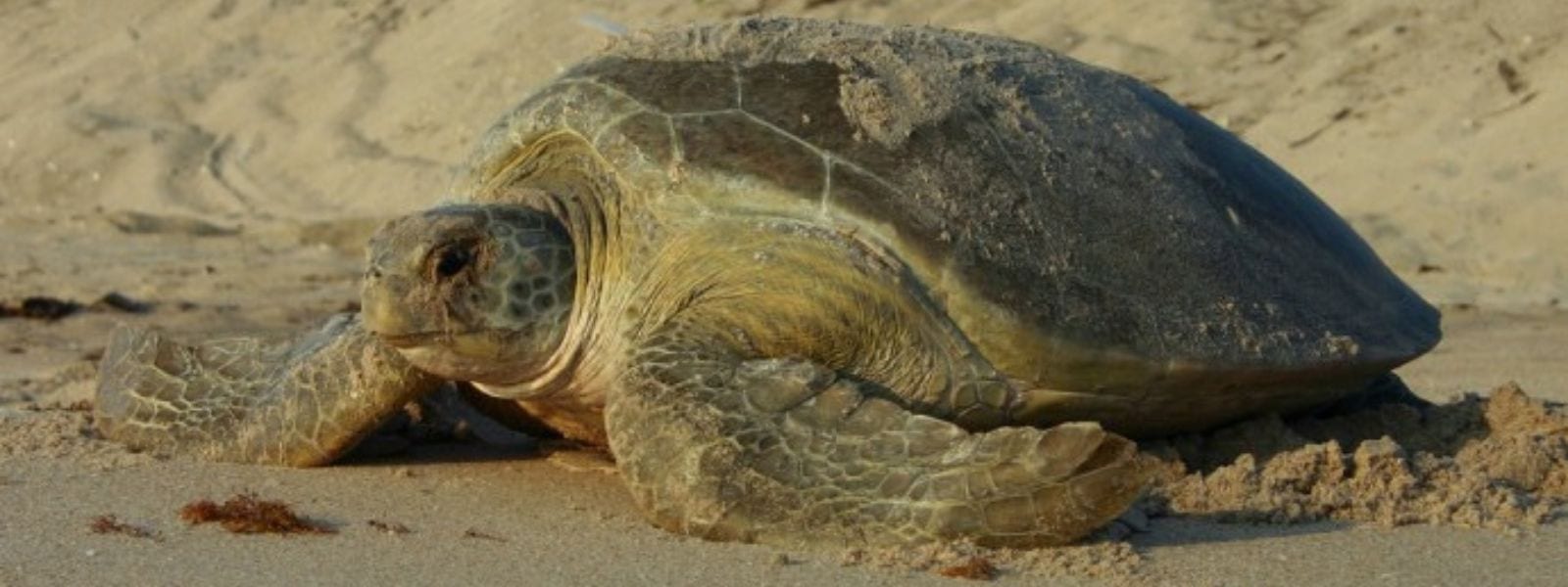 sea turtle nesting her eggs in the sand on the beach