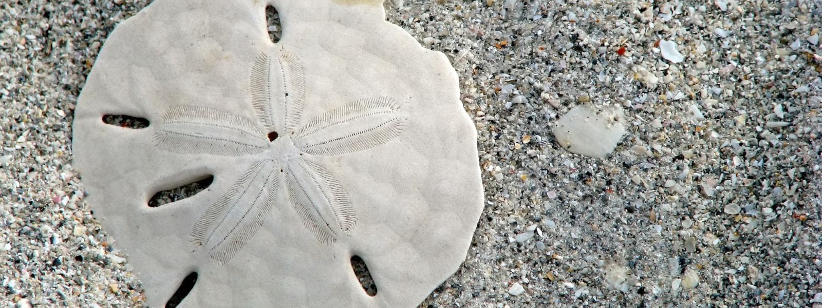 sand dollar on sand on Sarasota Beach